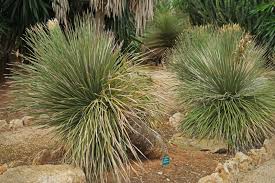 Attēlu rezultāti vaicājumam “Diderma cingulatum sessile”