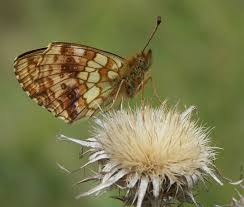 Attēlu rezultāti vaicājumam “Brenthis ino”