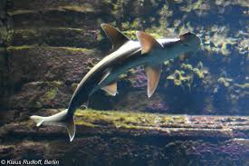 Image result for Sphyrna tiburo