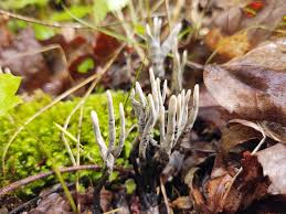 Attēlu rezultāti vaicājumam “Xylaria”