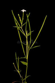 Attēlu rezultāti vaicājumam “Epilobium palustre fruit”