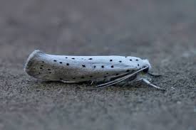 Attēlu rezultāti vaicājumam “Yponomeutidae”