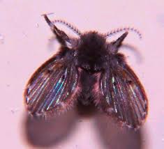 Attēlu rezultāti vaicājumam “Psychodidae”