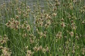Attēlu rezultāti vaicājumam “Bolboschoenus maritimus”