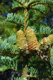 Attēlu rezultāti vaicājumam “Abies concolor”