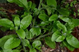 Attēlu rezultāti vaicājumam “Myosotis sylvatica leaf”