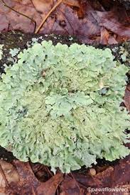 Attēlu rezultāti vaicājumam “Flavoparmelia caperata”