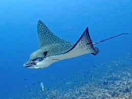 Image result for Aetobatus ocellatus