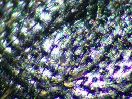 Attēlu rezultāti vaicājumam “Prionychus ater”