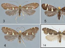 Attēlu rezultāti vaicājumam “Incurvariidae”