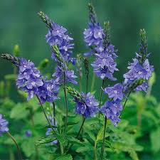 Image result for Veronica teucrium