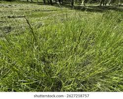 Attēlu rezultāti vaicājumam “Bromopsis inermis fruit”