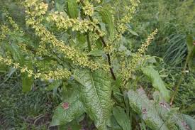 Attēlu rezultāti vaicājumam “Rumex obtusifolius fruit”
