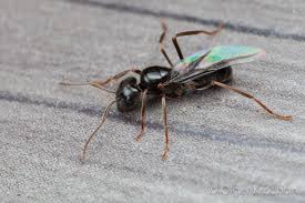 Attēlu rezultāti vaicājumam “Lasius fuliginosus”