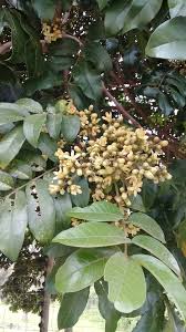 Attēlu rezultāti vaicājumam “Circaea lutetiana fruit”