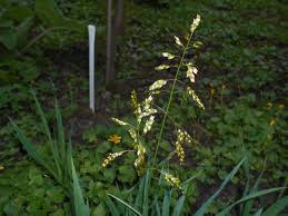 Attēlu rezultāti vaicājumam “Hierochloe odorata flower”