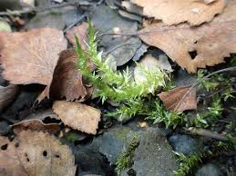 Attēlu rezultāti vaicājumam “Calliergon cordifolium”