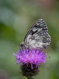 Attēlu rezultāti vaicājumam “Physarum psittacinum stalked”