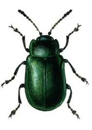 Attēlu rezultāti vaicājumam “Linaeidea aenea”