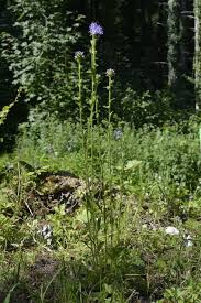 Attēlu rezultāti vaicājumam “Campanula cervicaria bud”