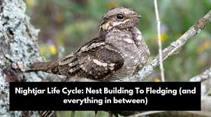 Attēlu rezultāti vaicājumam “Caprimulgus europaeus nest”