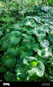 Attēlu rezultāti vaicājumam “Hepatica nobilis leaf”