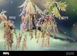 Attēlu rezultāti vaicājumam “Quercus rubra flower”