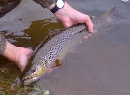 Image result for Aberdeen & District Angling Association