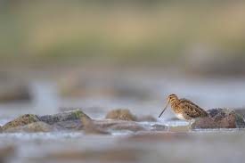 Attēlu rezultāti vaicājumam “Gallinago gallinago eggs”