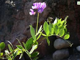 Attēlu rezultāti vaicājumam “Lathyrus japonicus subsp. maritimus flower”