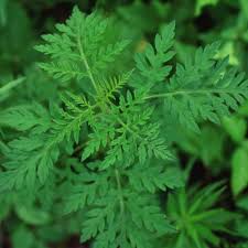 Attēlu rezultāti vaicājumam “Ambrosia artemisiifolia leaf”