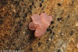 Attēlu rezultāti vaicājumam “Exidia thuretiana”