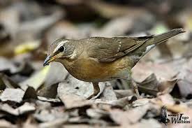Image result for Turdus obscurus