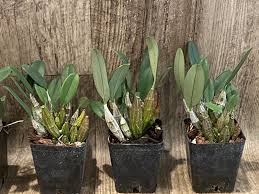 Attēlu rezultāti vaicājumam “Didymium aggregatum”