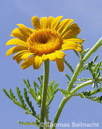 Image result for Färberkamille