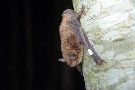 Attēlu rezultāti vaicājumam “Myotis daubentonii”