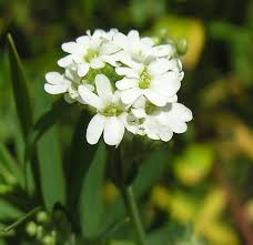 Attēlu rezultāti vaicājumam “Berteroa incana flower”