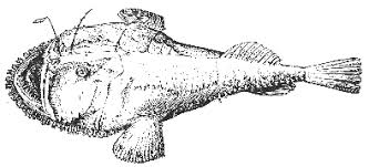 Image result for Lophius americanus