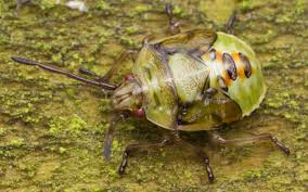 Attēlu rezultāti vaicājumam “Elasmostethus interstinctus nymph”