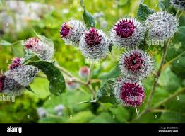 Attēlu rezultāti vaicājumam “Arctium tomentosum flower”