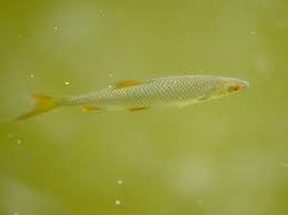 Image result for Rutilus caspicus