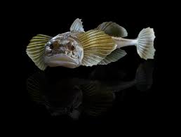 Image result for Myoxocephalus quadricornis