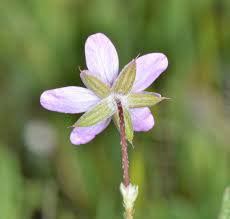 Attēlu rezultāti vaicājumam “Cribraria violacea stalked”