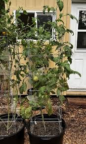 Afbeeldingsresultaat voor stump of the world tomato