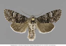 Attēlu rezultāti vaicājumam “Papestra biren”