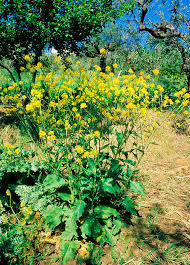 Attēlu rezultāti vaicājumam “Sinapis arvensis”