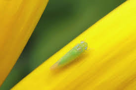 Attēlu rezultāti vaicājumam “Empoasca sp.”