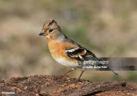 Attēlu rezultāti vaicājumam “Fringilla montifringilla female”