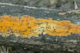 Attēlu rezultāti vaicājumam “Peniophora laurentii”