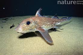 Image result for Hydrolagus colliei